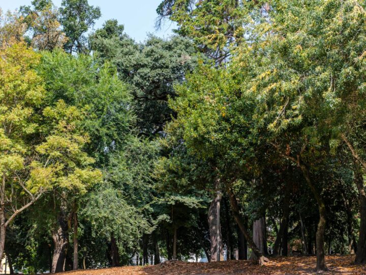 Park Marghiloman Buzau
